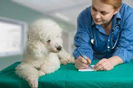 Cabinets vétérinaires, comment faciliter vos recrutements ?